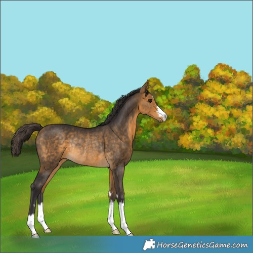 Horse Color:Buckskin Rabicano 