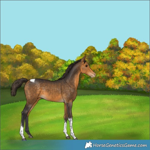 Horse Color:Buckskin Tobiano Appaloosa Rabicano