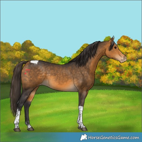 Horse Color:Buckskin Tobiano Varnish Rabicano 