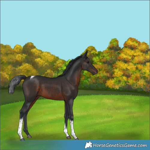 Horse Color:Brown Tobiano 