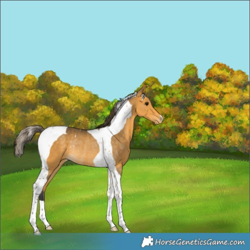 Horse Color:Buckskin Tobiano Varnish Rabicano 