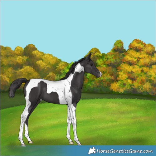 Horse Color:Smoky Black Tobiano Varnish 