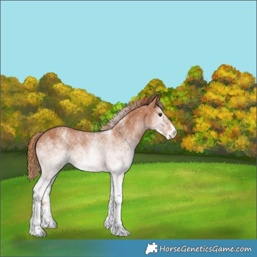 Horse Color:White Spotted Chestnut