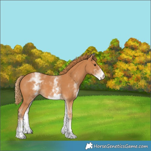 Horse Color:White Spotted Chestnut