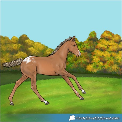 Horse Color:Chestnut Appaloosa