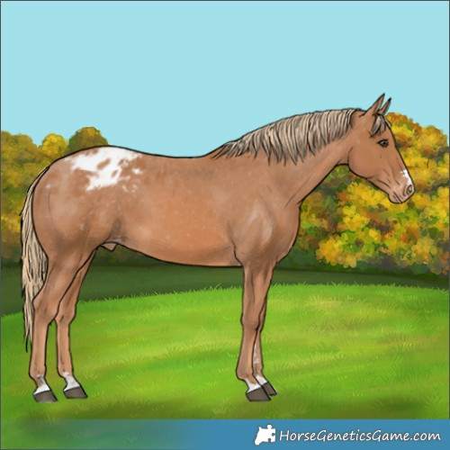 Horse Color:Chestnut Appaloosa 