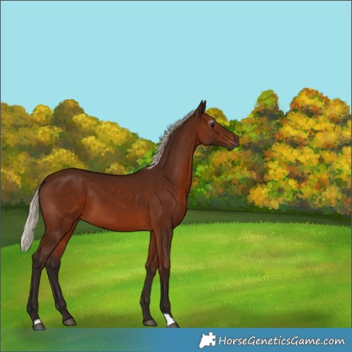 Horse Color:Gray Silver Bay 