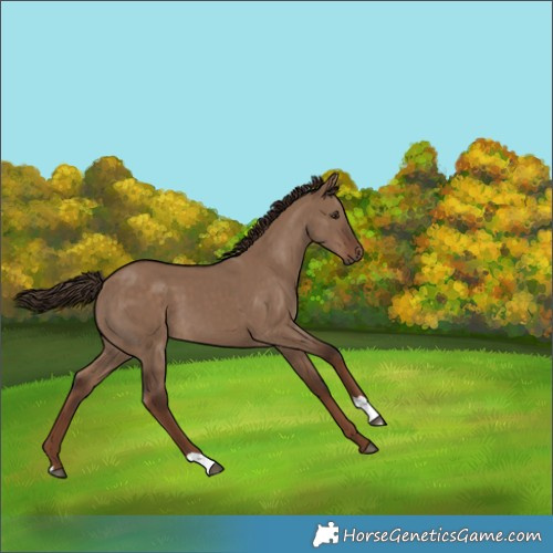 Horse Color:Liver Red Dun 