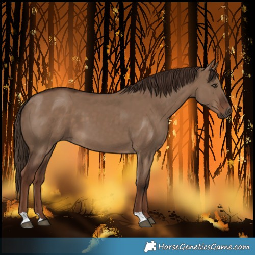 Horse Color:Liver Red Dun