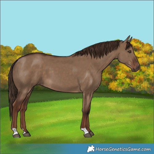 Horse Color:Liver Red Dun 