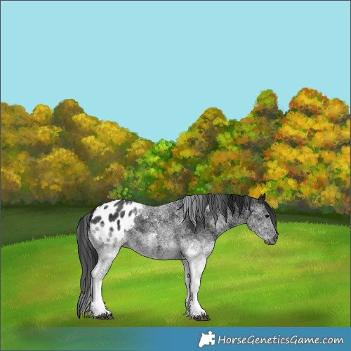 Horse Color:Gray White Spotted Black Blanket 