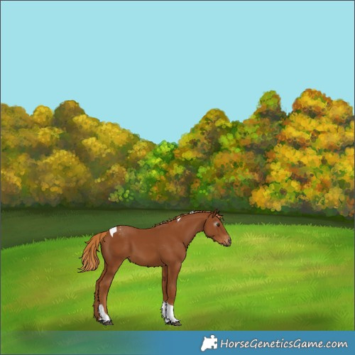 Horse Color:Gray Chestnut Tobiano Varnish 
