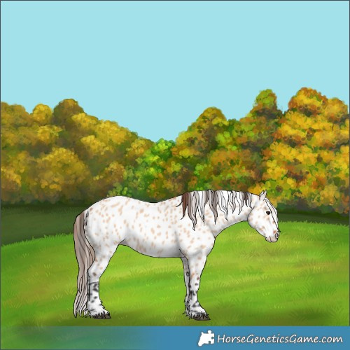 Horse Color:Bay Dun Appaloosa 