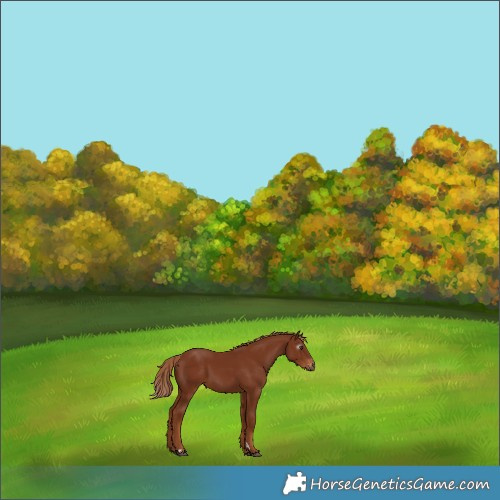 Horse Color:Gray Chestnut Varnish 