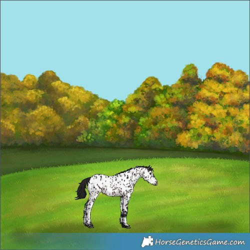 Horse Color:Gray Bay Near Leopard 