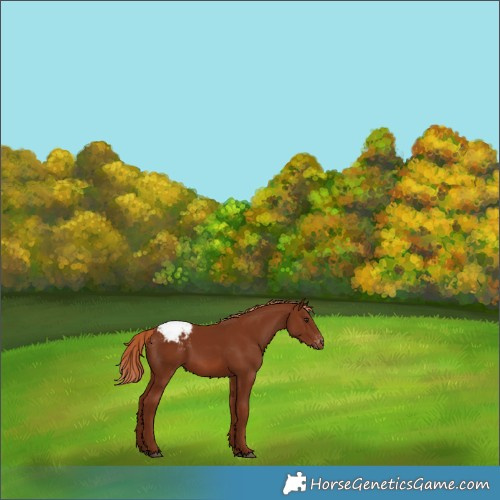 Horse Color:Chestnut Appaloosa 
