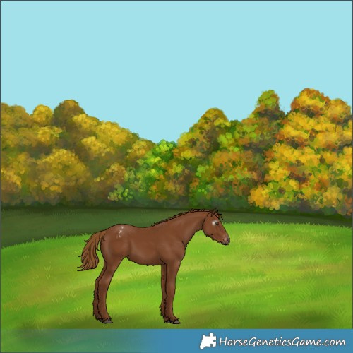 Horse Color:Gray Chestnut Appaloosa 