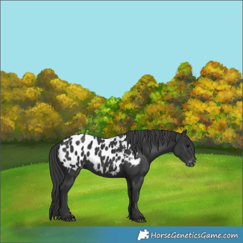 Horse Color:Black Near Leopard 