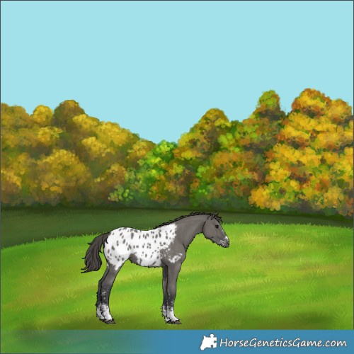 Horse Color:Grullo Sabino Appaloosa Rabicano