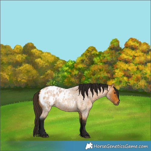 Horse Color:Gray Buckskin Roan Blanket 