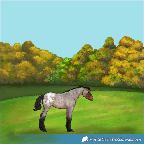 Horse Color:Gray Bay Roan Appaloosa 
