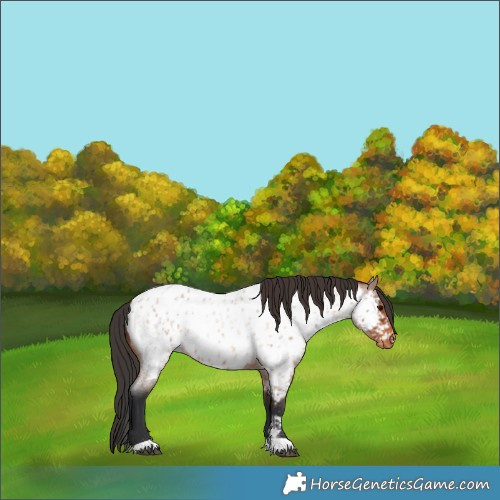 Horse Color:Bay Roan Near Leopard 
