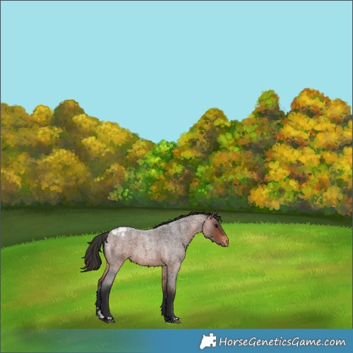 Horse Color:Brown Roan Appaloosa 