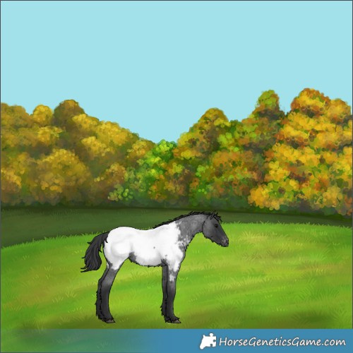 Horse Color:Blue Roan Near Fewspot 