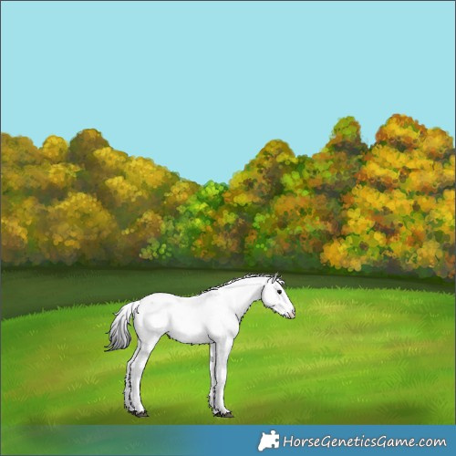 Horse Color:Blue Roan Fewspot 