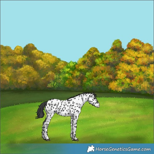 Horse Color:Black Appaloosa