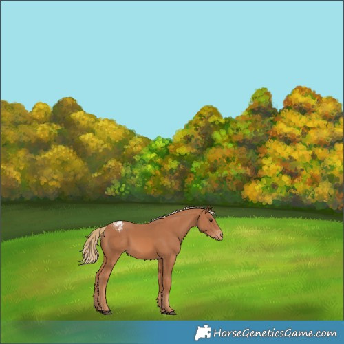 Horse Color:Chestnut Varnish 
