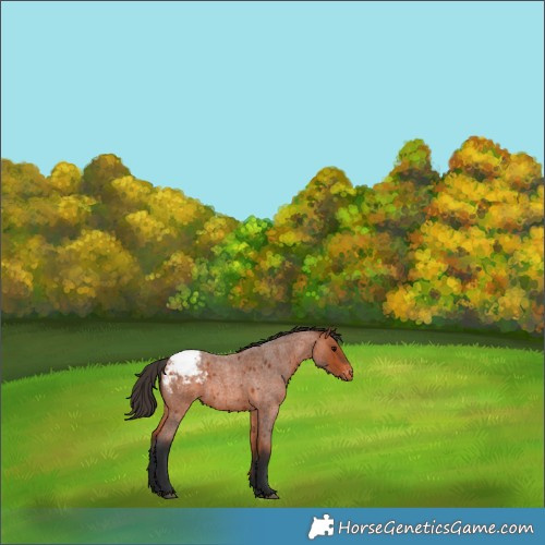 Horse Color:Bay Roan Appaloosa 