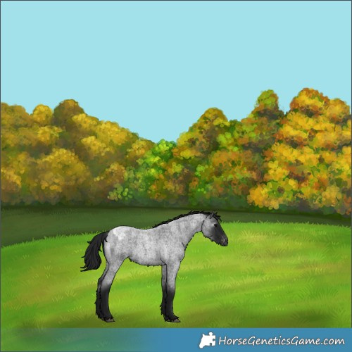 Horse Color:Gray Blue Roan Appaloosa 