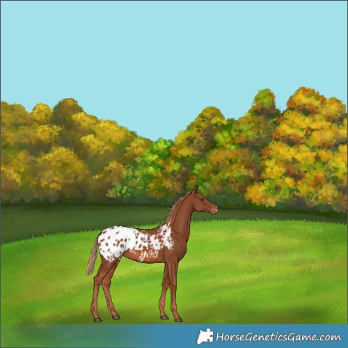 Horse Color:Chestnut Appaloosa 