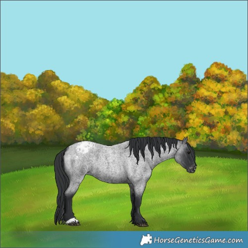 Horse Color:Blue Roan Varnish 