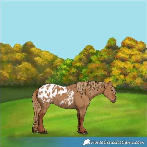 Horse Color:Gray Red Dun Appaloosa
