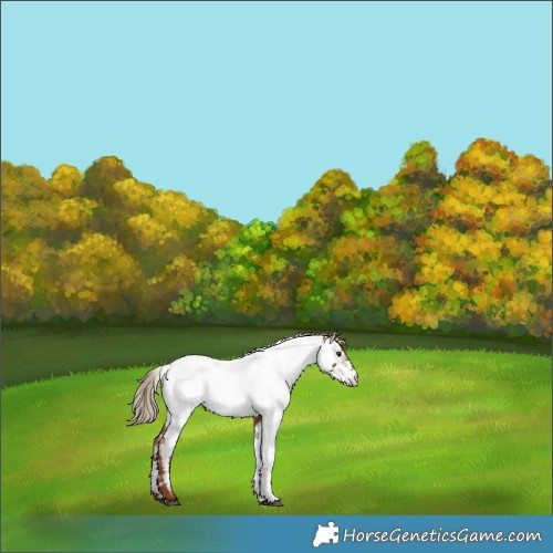 Horse Color:Chestnut Appaloosa 