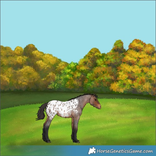 Horse Color:Brown Roan Appaloosa