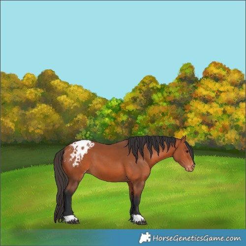 Horse Color:Bay Appaloosa