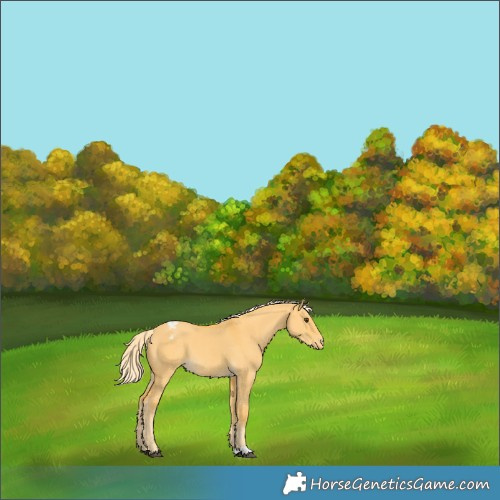 Horse Color:Palomino Dun Appaloosa 