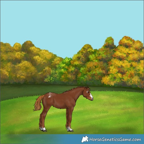 Horse Color:Gray Chestnut Appaloosa 