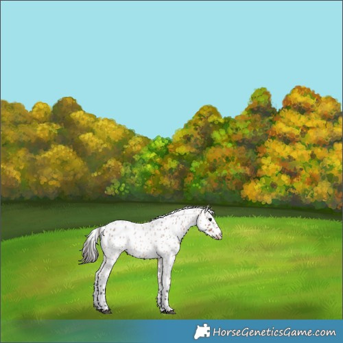 Horse Color:Bay Roan Appaloosa 