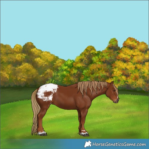 Horse Color:Gray Chestnut Snowcap 