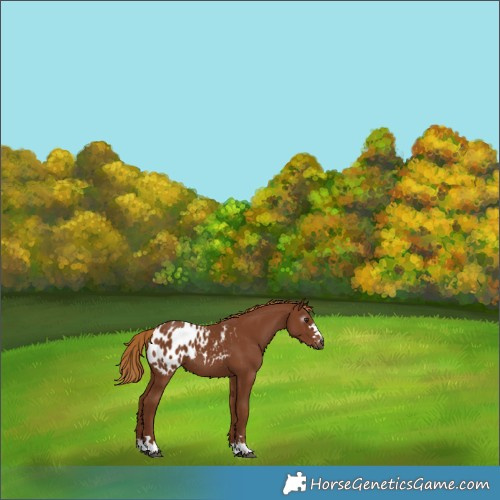 Horse Color:Gray Chestnut Blanket 