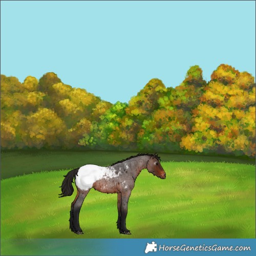 Horse Color:Gray Bay Roan Appaloosa 