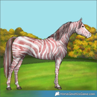 Horse Color:Grullo Roan Sabino Splash  and Grullo Roan Sabino Splash Near Leopard 
