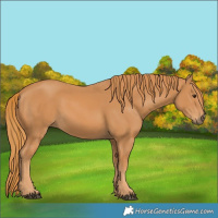 Horse Color:Chestnut 