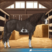 Horse Color:Liver Chestnut and Liver Chestnut