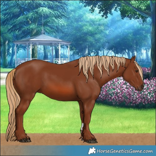 Horse Color:Chestnut 