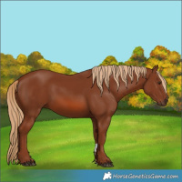 Horse Color:Chestnut 
